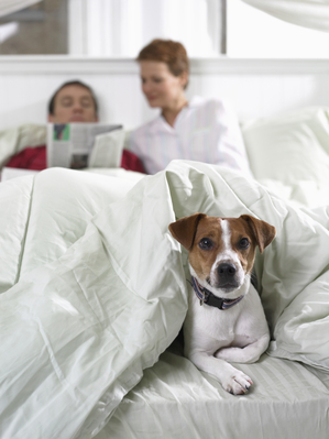 Picture of a family laying on bed with a dog